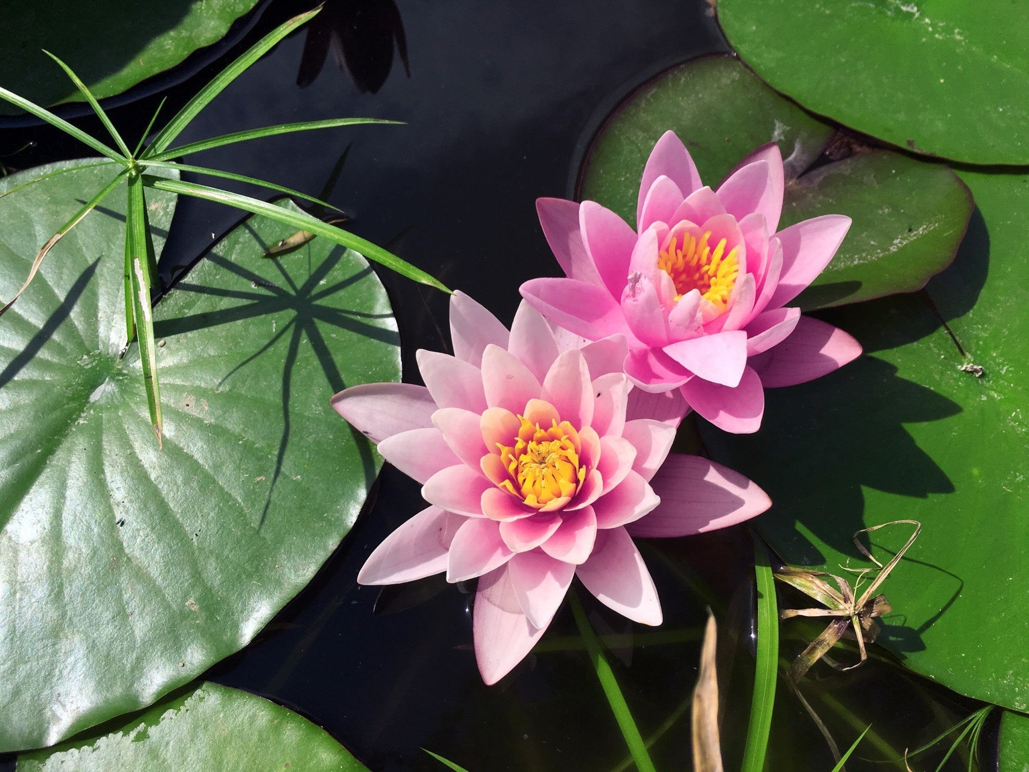 Rose Arey water lily - pond plants - SW09