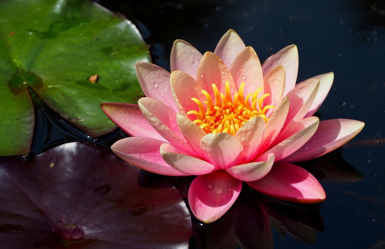 Rose Nymph water lily - pond plants - LW22