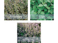 Mixed Herb Seeds Collection - Rosemary, Thyme & Sage - Indoor Kitchen or Garden
