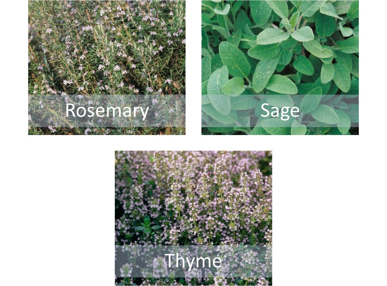 Mixed Herb Seeds Collection - Rosemary, Thyme & Sage - Indoor Kitchen or Garden
