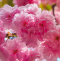 Ornamental Flowering Cherry Blossom Tree Dwarf - Prunus serrulata 'Royal Burgundy' 1m (PRE ORDER W/C 12/01)