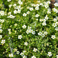 Sagina subulata (Irish Moss) 9cm