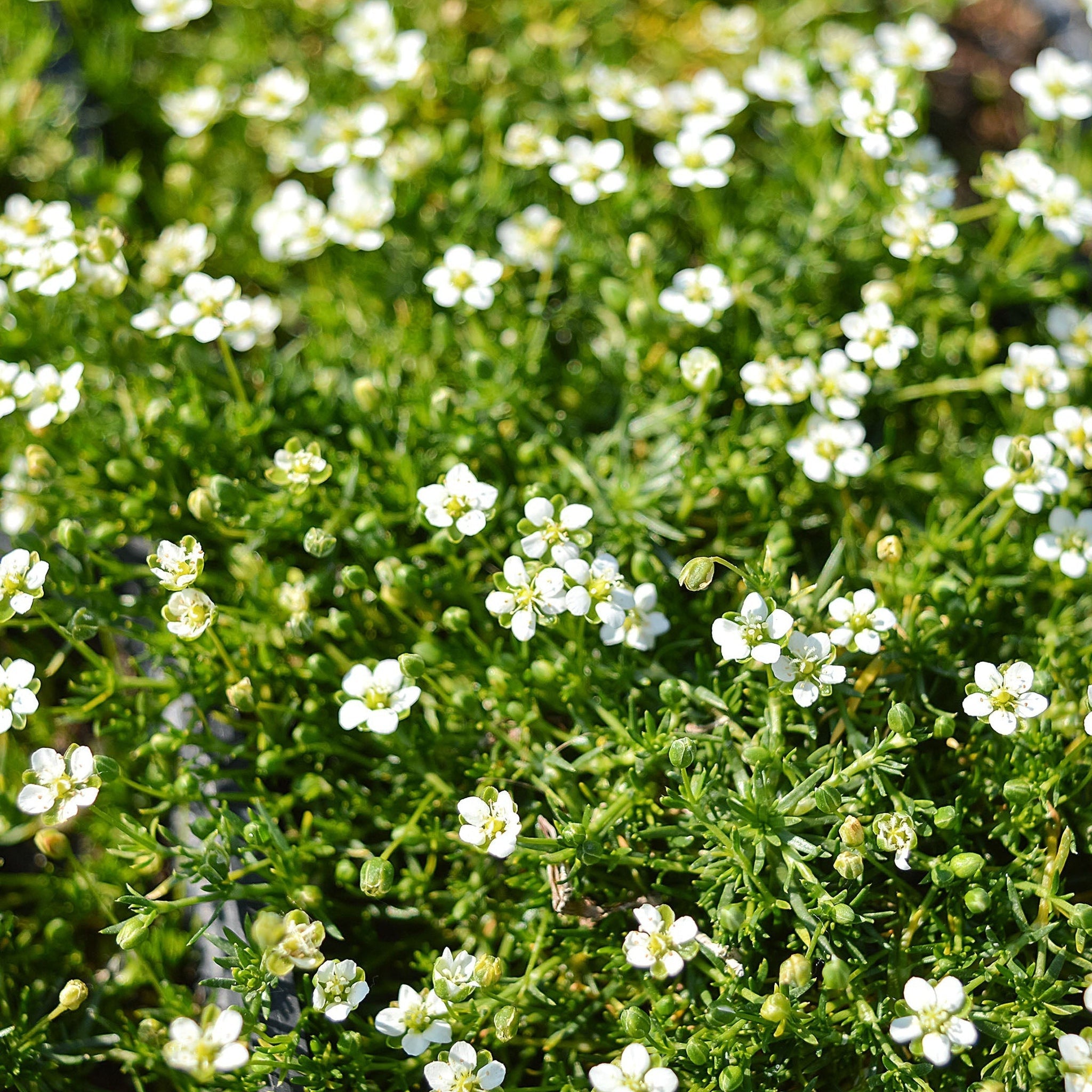 Sagina subulata (Irish Moss) 9cm