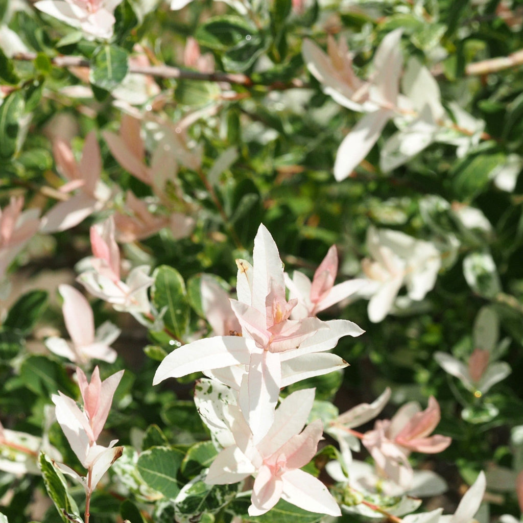 Salix integra 'Flamingo' Shrub 9cm / 1L / 1.5L