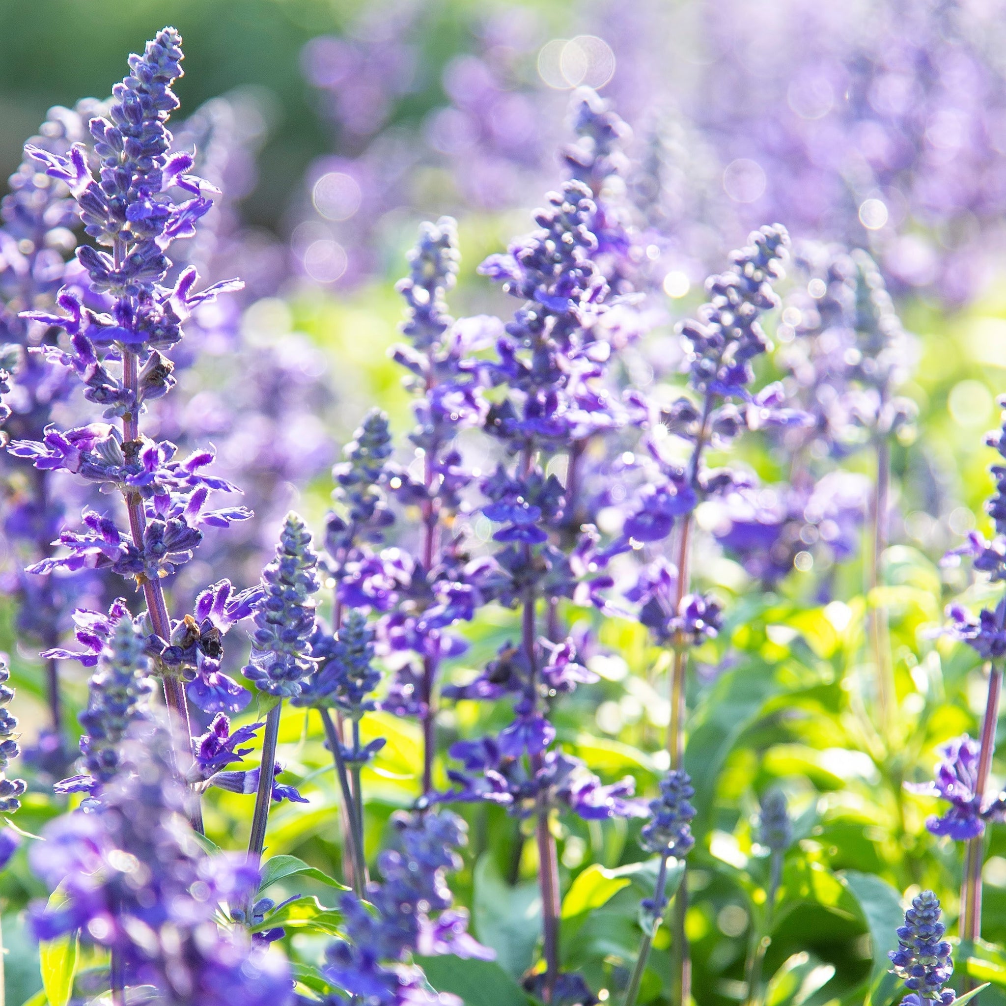 Salvia nemorosa Sensation Blue 9cm/1.5L