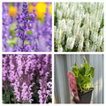 Mix of 3 Salvia (3 x 9cm Pots)