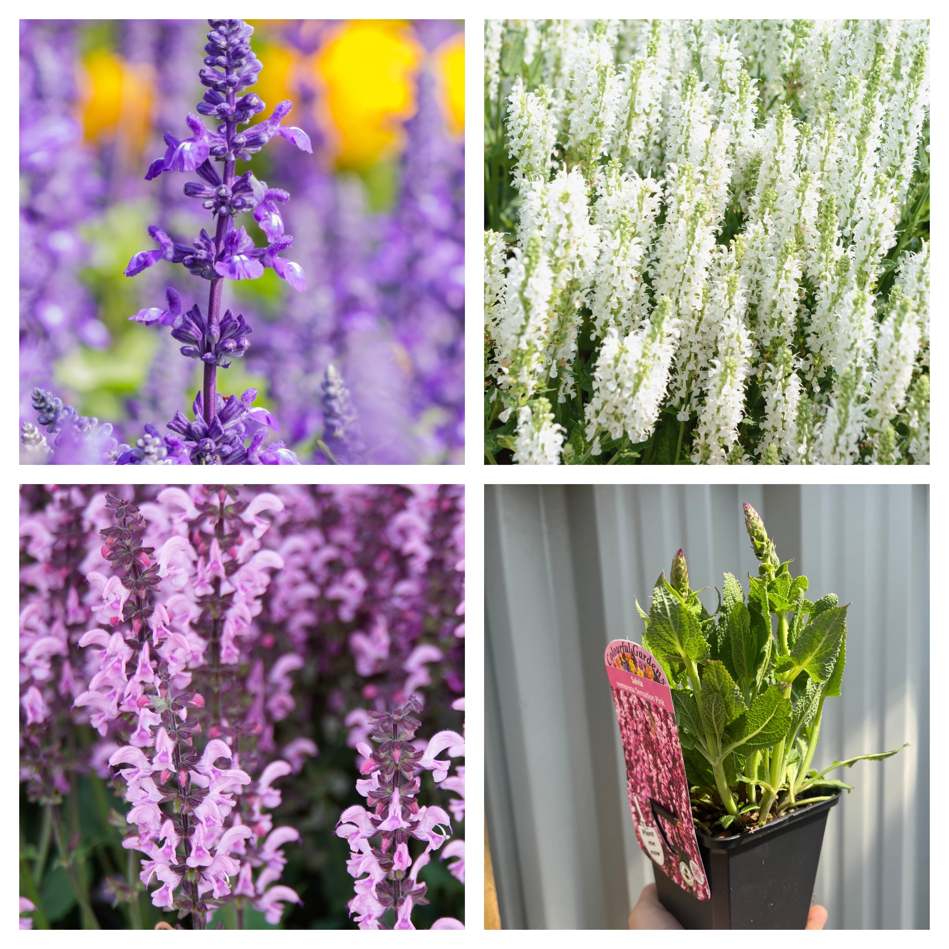 Mix of 3 Salvia (3 x 9cm Pots)