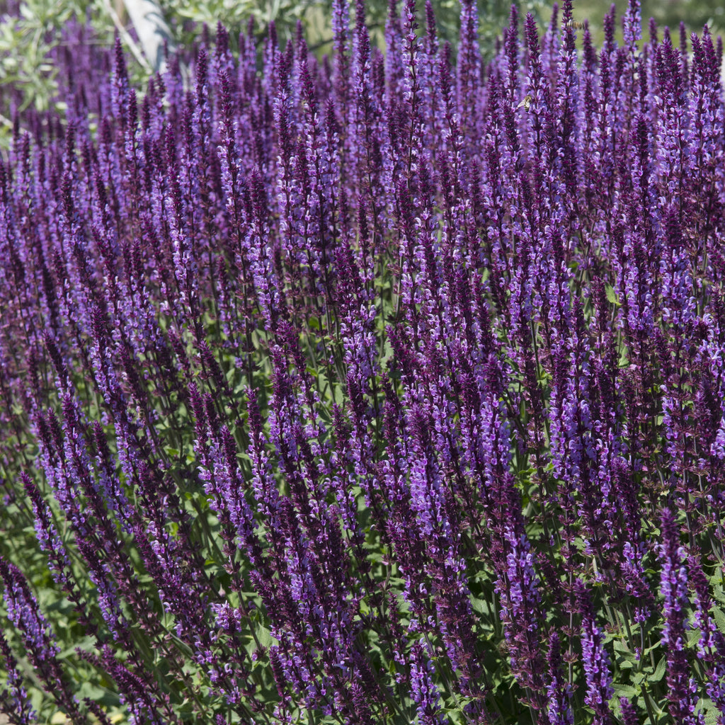 Salvia nemorasa 'Ostfriesland' Blue 9cm / 2L