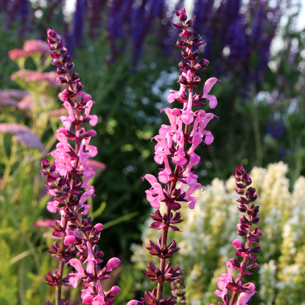 Salvia New Dimensions Rose 9cm/1.5L