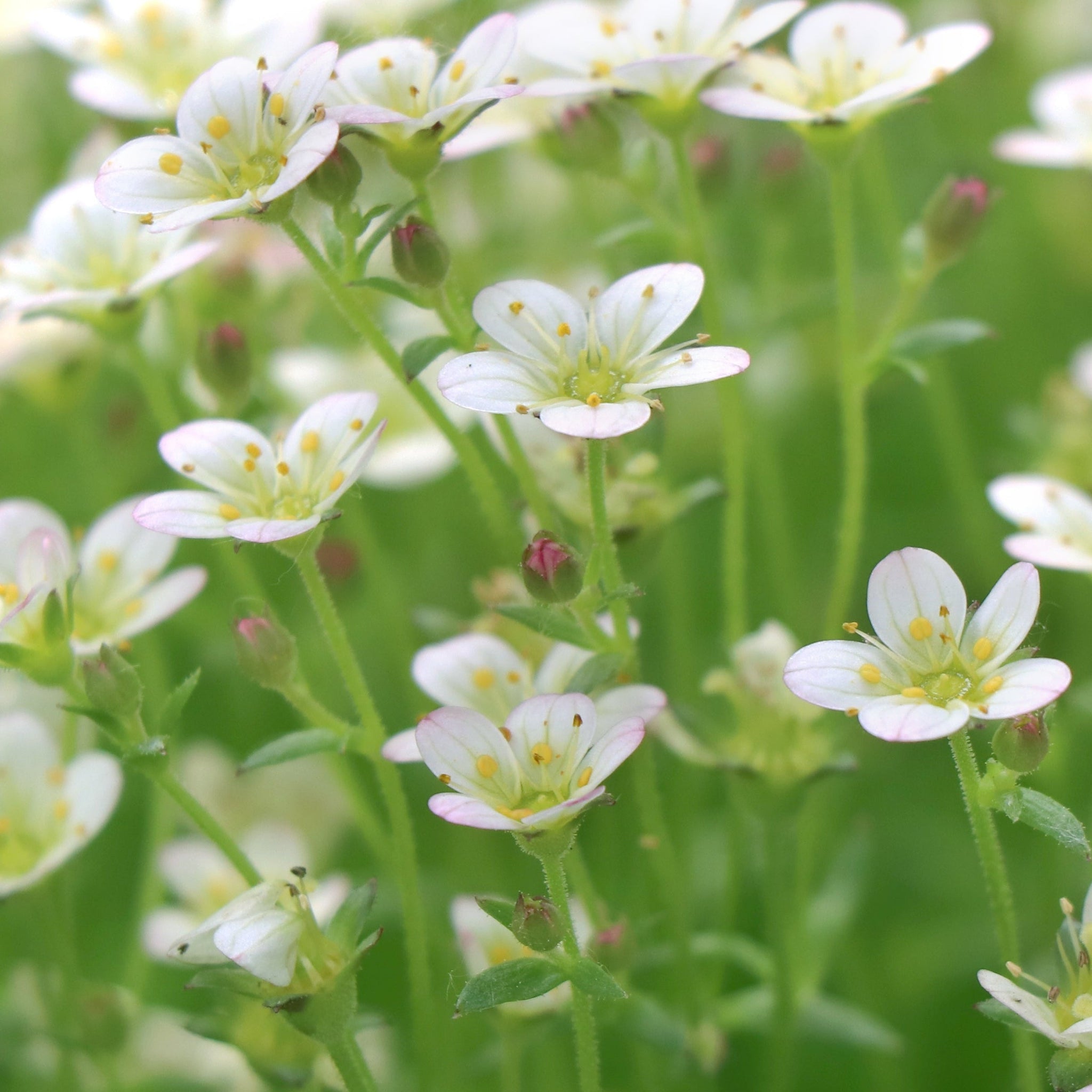 Saxifraga x Arendsii Touran White 1.5L