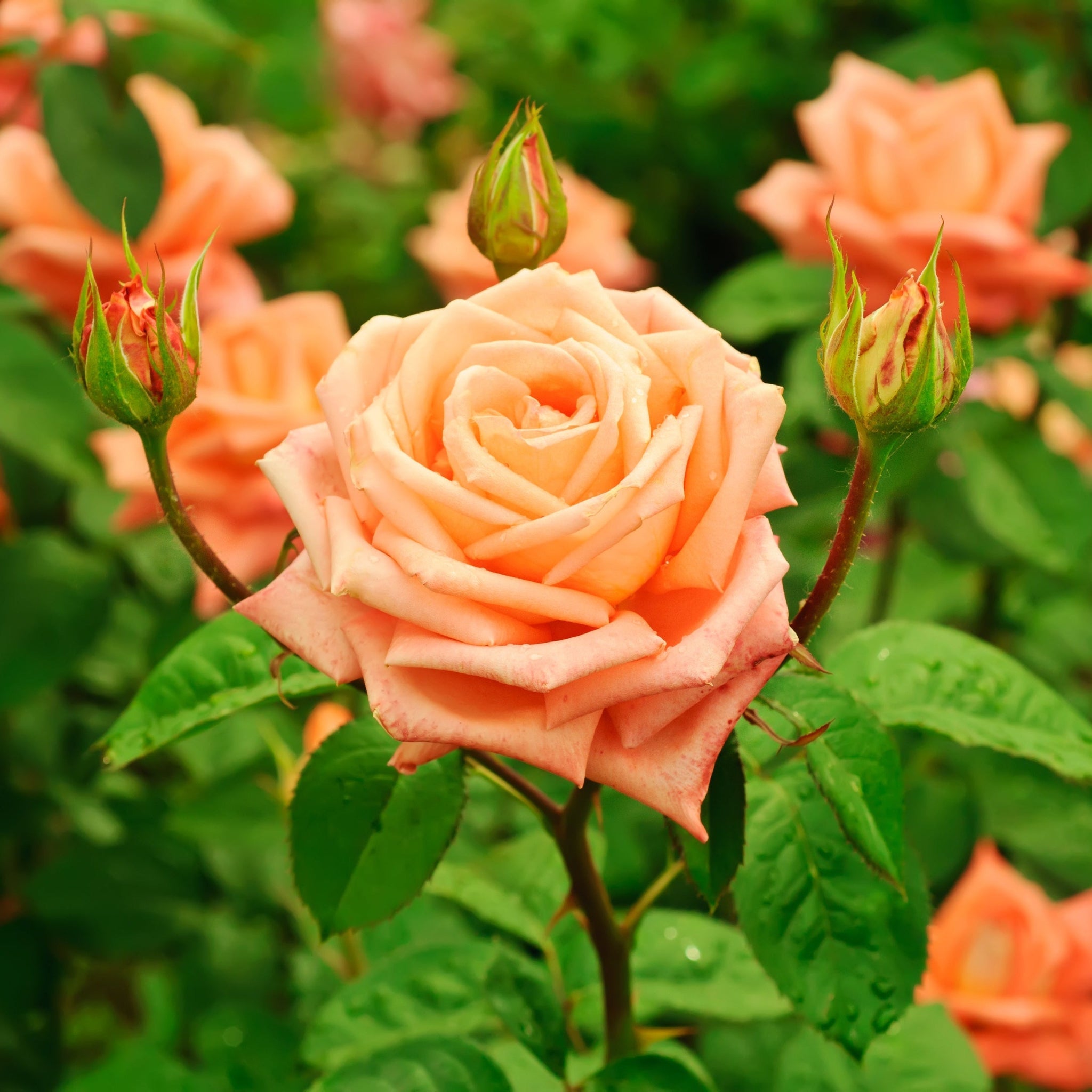 'Schoolgirl' Orange Climbing Rose