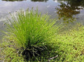 Scirpus cernuus (Fibre optic plant) - Marginal Pond Plants  - Pond Plants - Water Plants - OX025