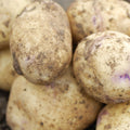 Kestrel Seed Potatoes 2KG