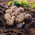 Wilja Seed Potatoes 2KG