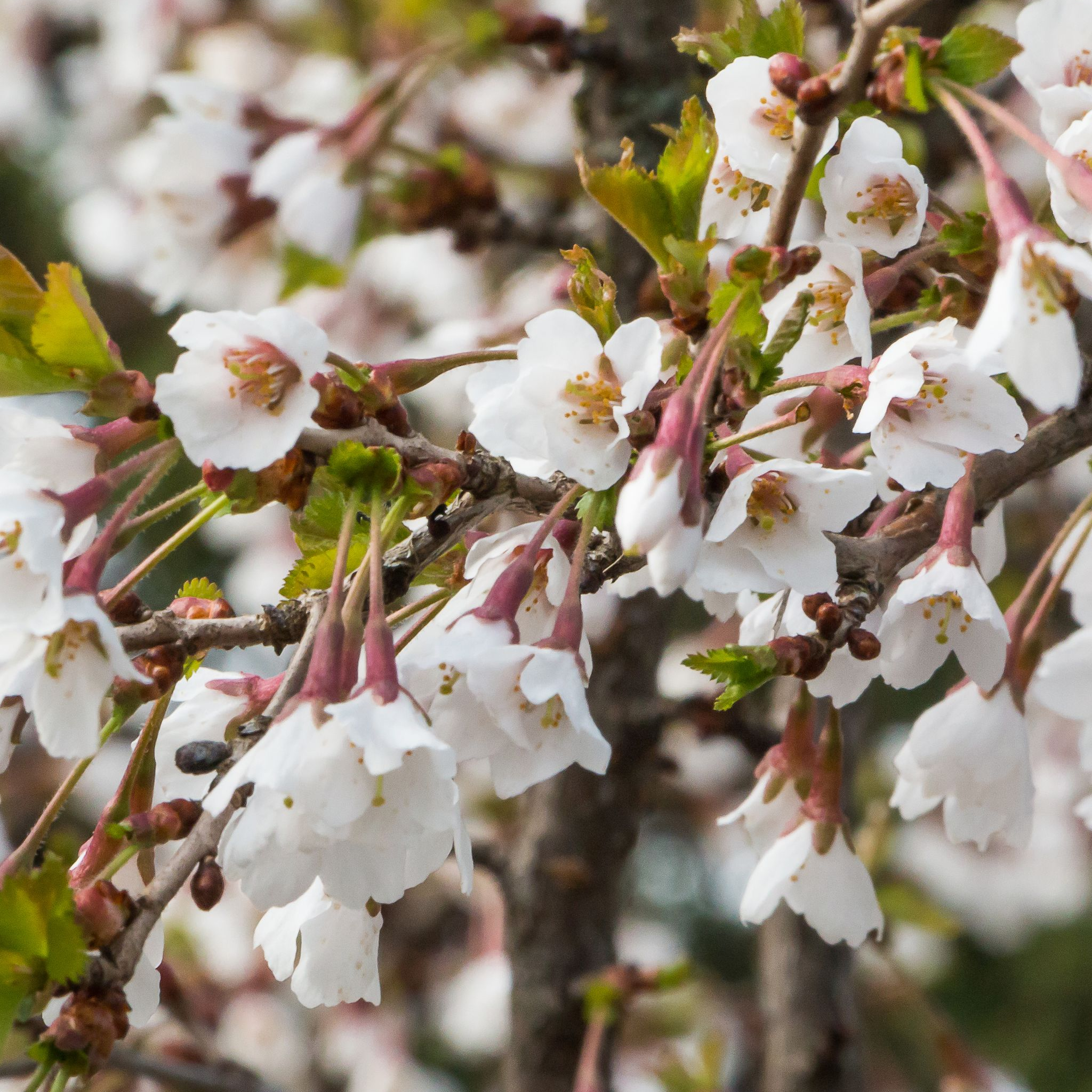 Prunus Ornamental Flowering Cherry Blossom Shrub - Incisa 'KOJOU-NO-MAI' 9cm / 2L / 4L