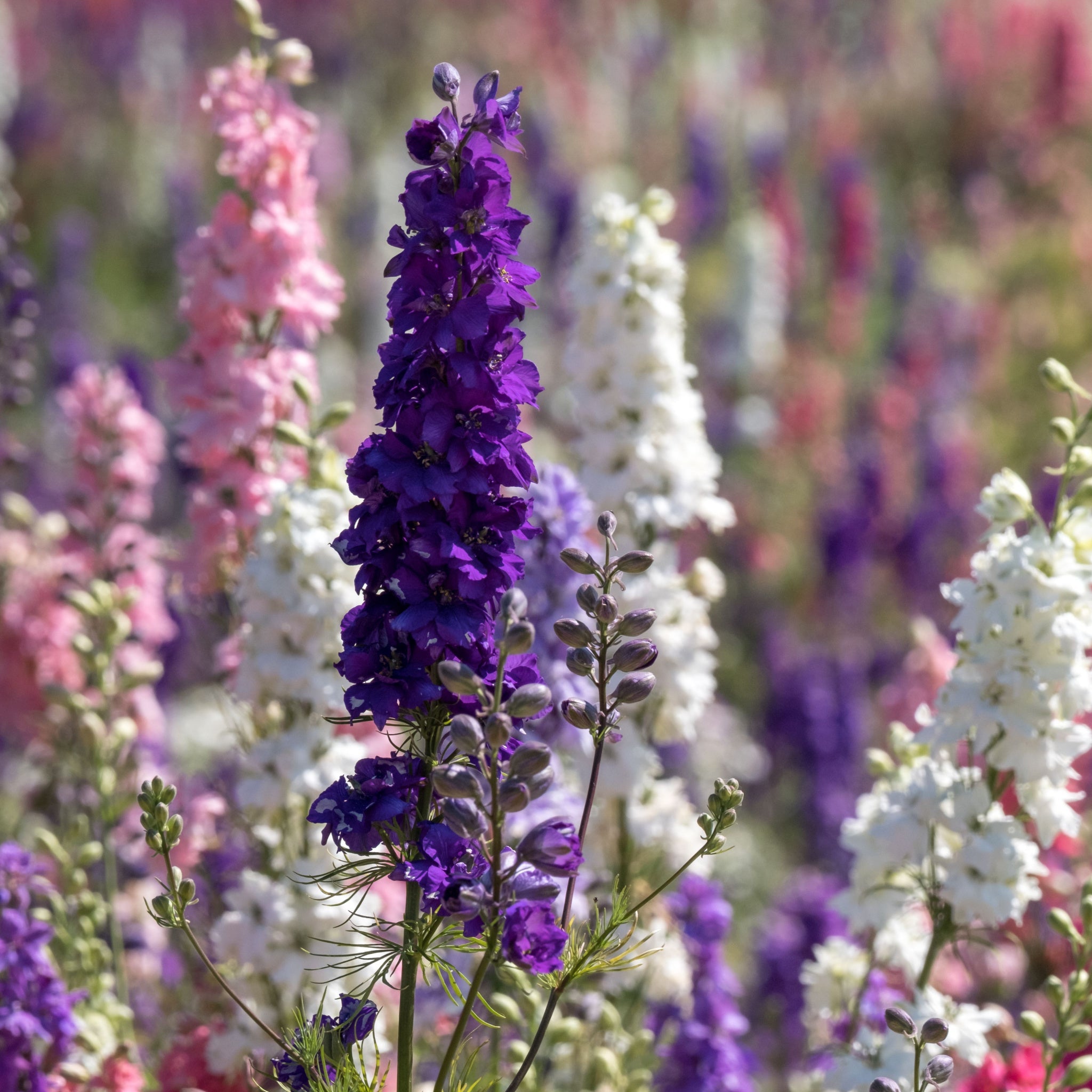 Delphinium pacific Hybrids Mixed 9cm