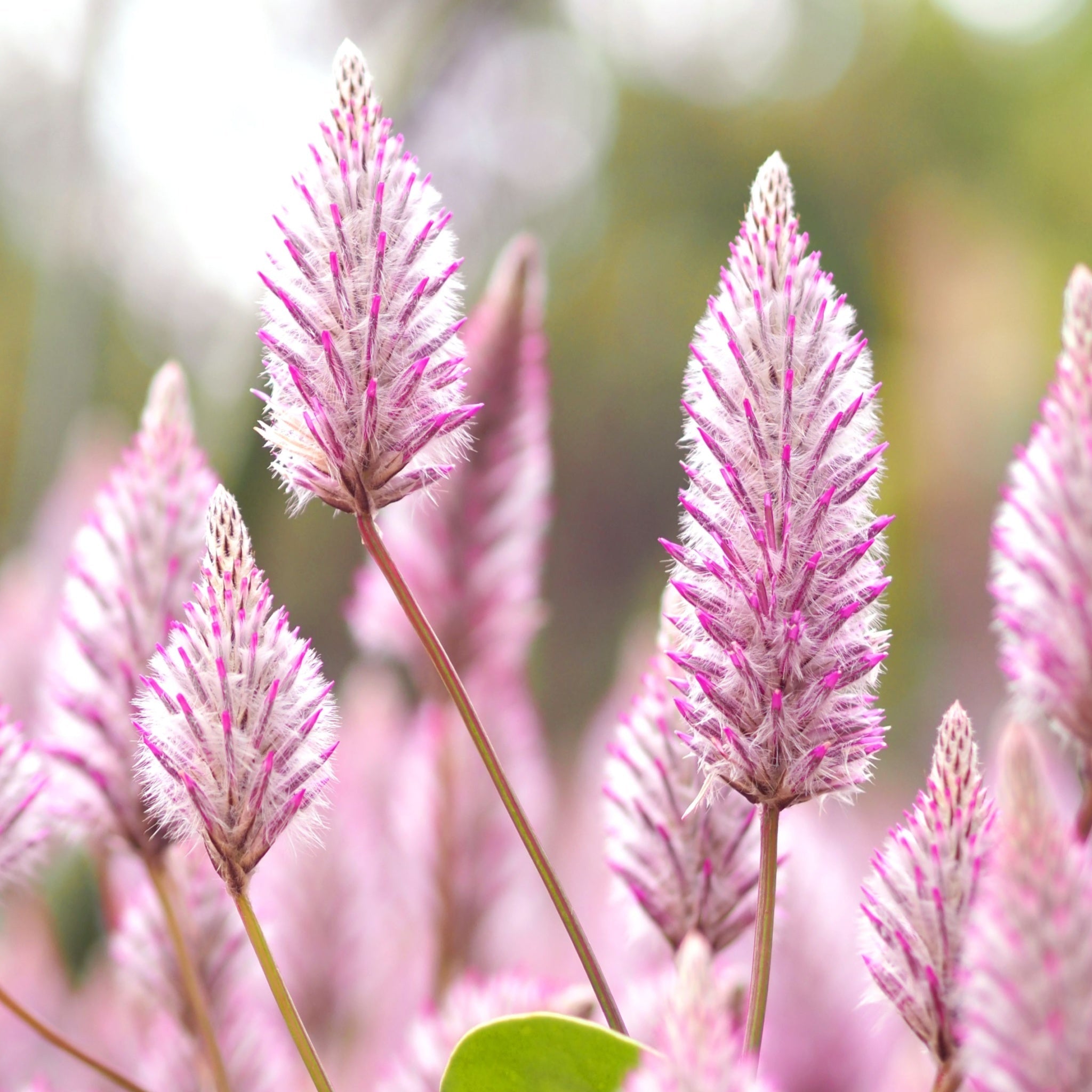 Tiarella 'Pink Sky Rocket' 2L