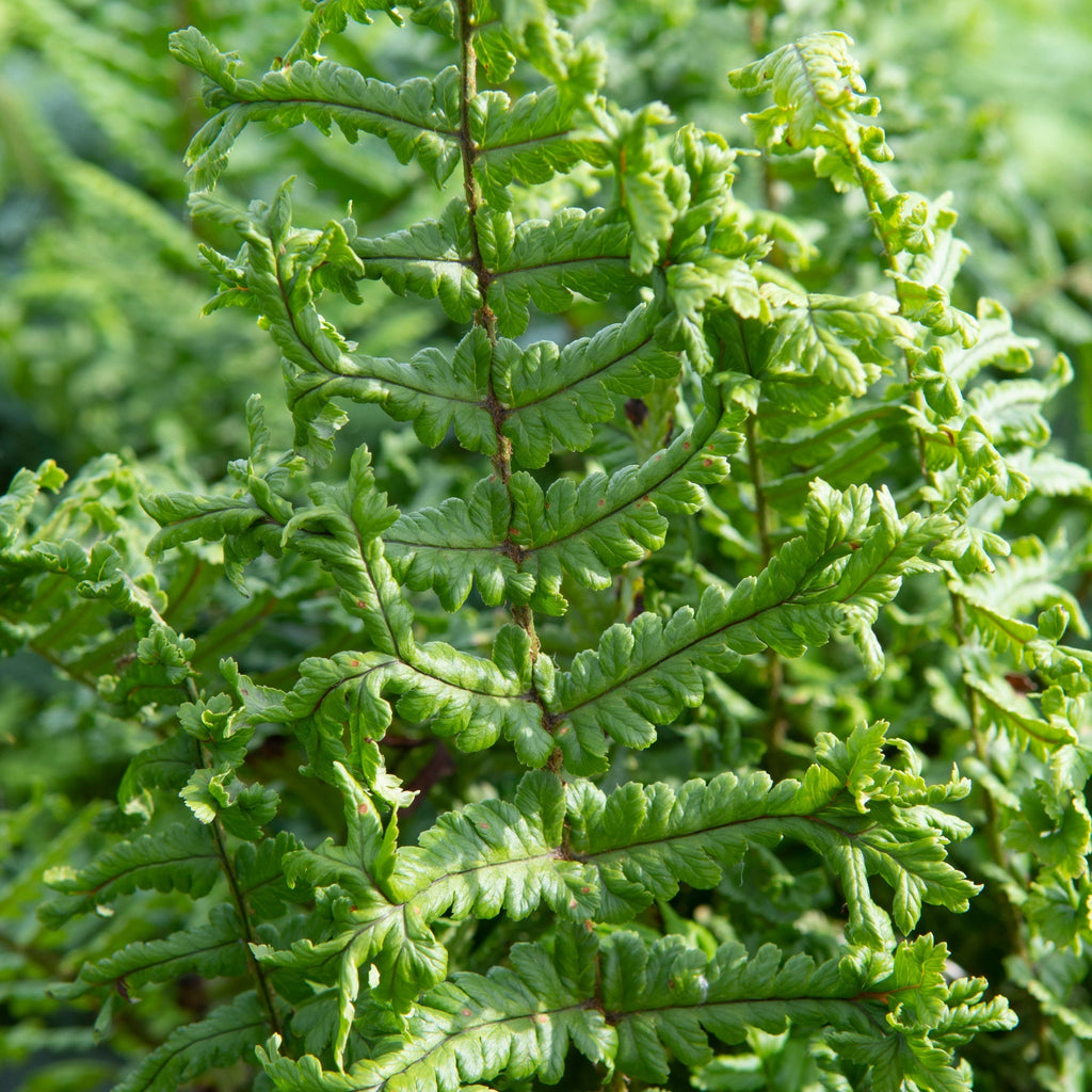 Dryopteris ‘The King’ 9cm  Pot
