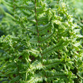Dryopteris ‘The King’ 9cm  Pot