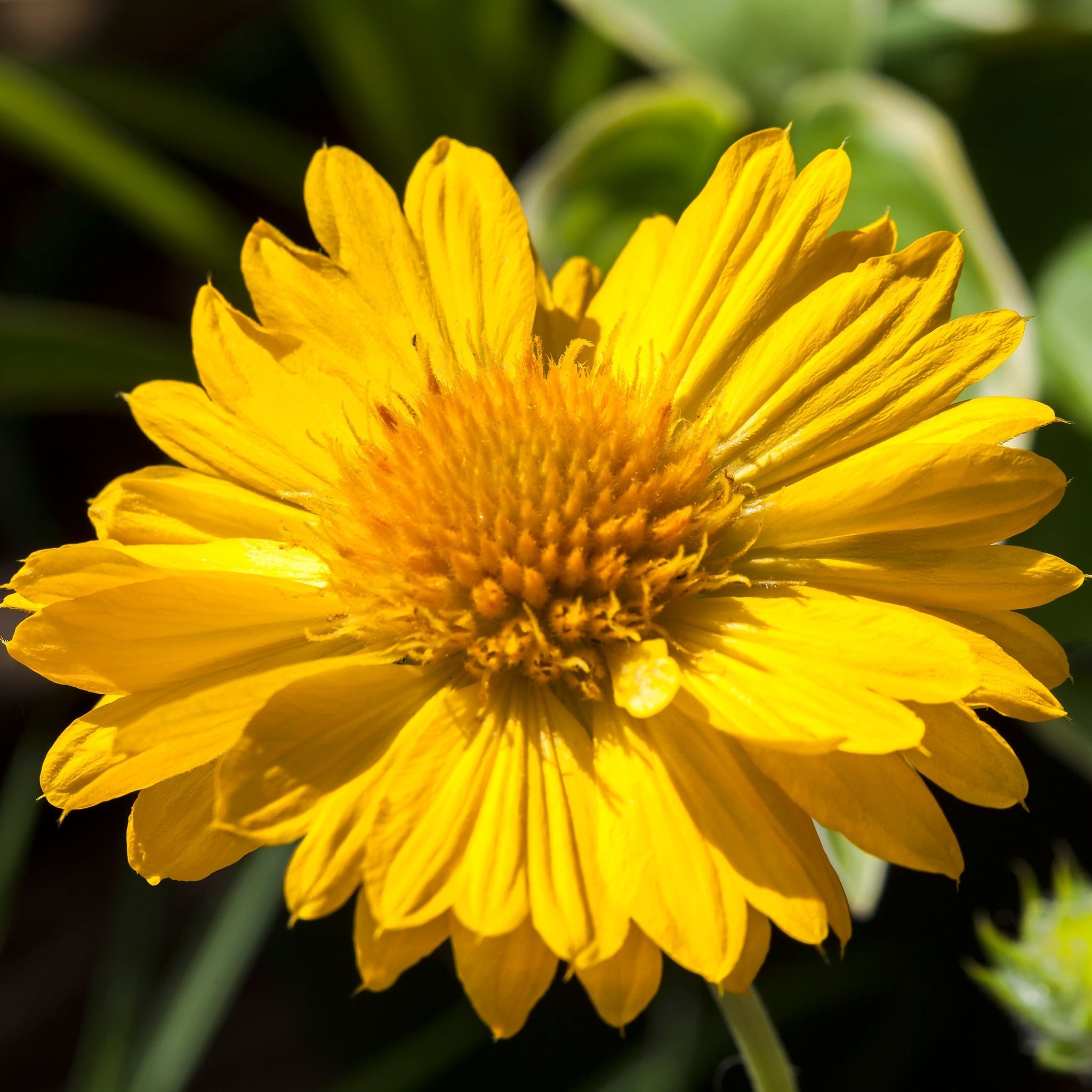 Gaillardia 'Mesa Yellow' 9cm / 2L