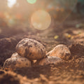 Foremost Seed Potatoes 2KG