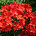 Azalea knaphill 'Satan' 5L (80-90cm inc. pot)