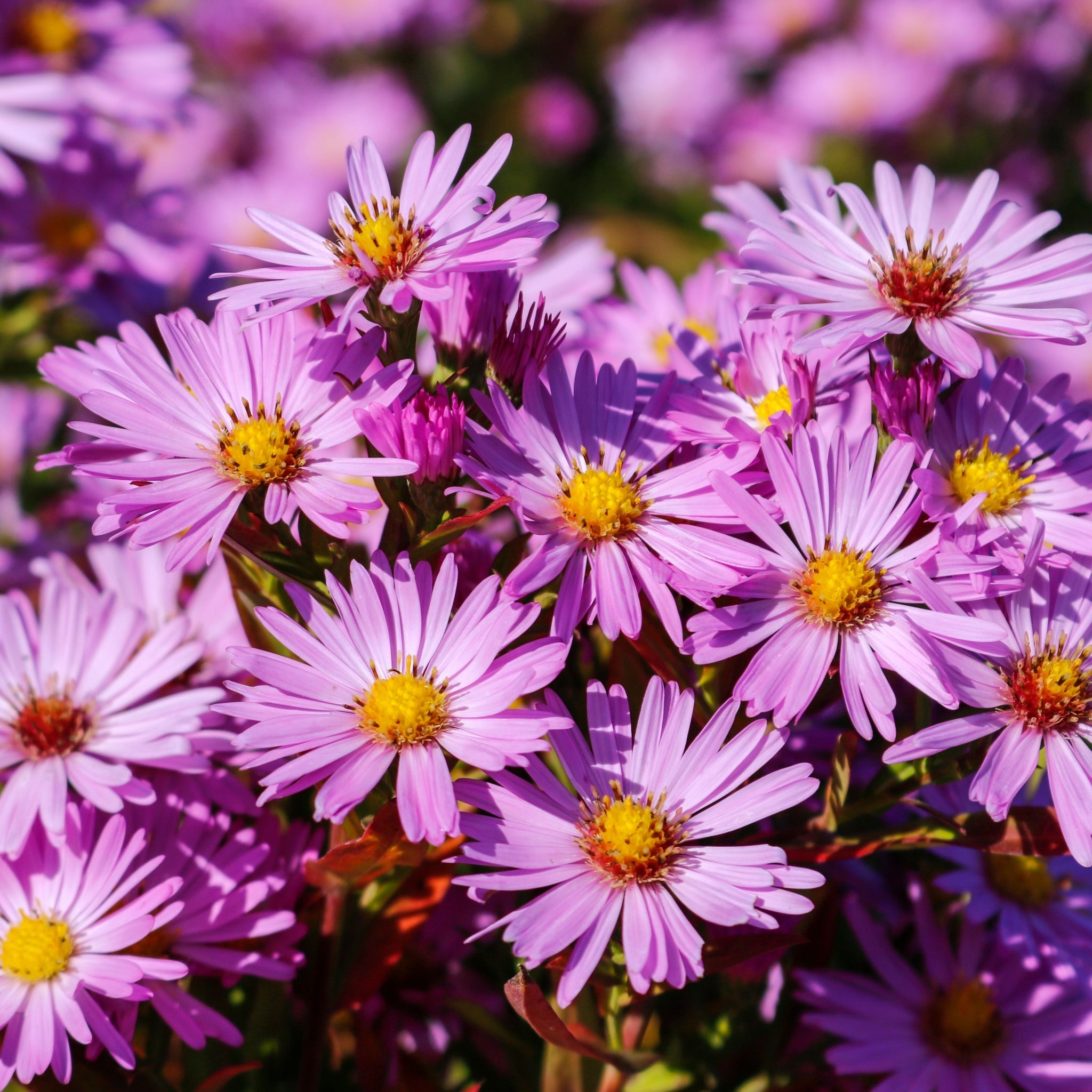 Aster dumosus Light Pink 9cm
