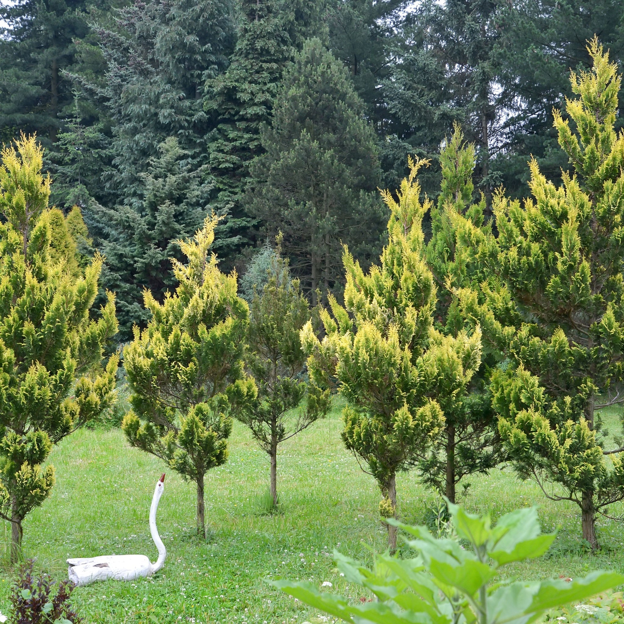 Chamaecyparis lawsoniana 'Ivonne' 2L (50-60cm inc. pot)