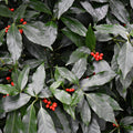 Aucuba japonica 'Rozannie' 9cm / 2L