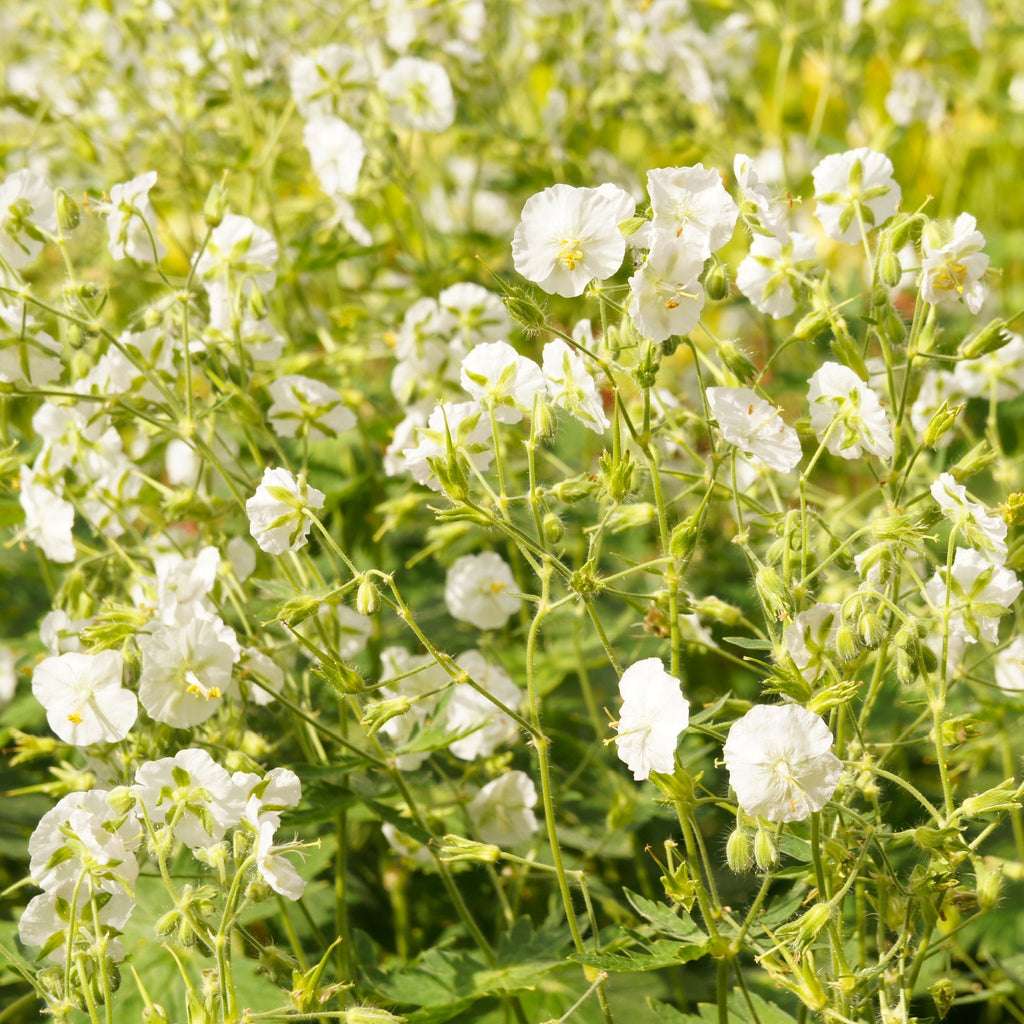 Geranium phaeum 'Album' 9cm/2L