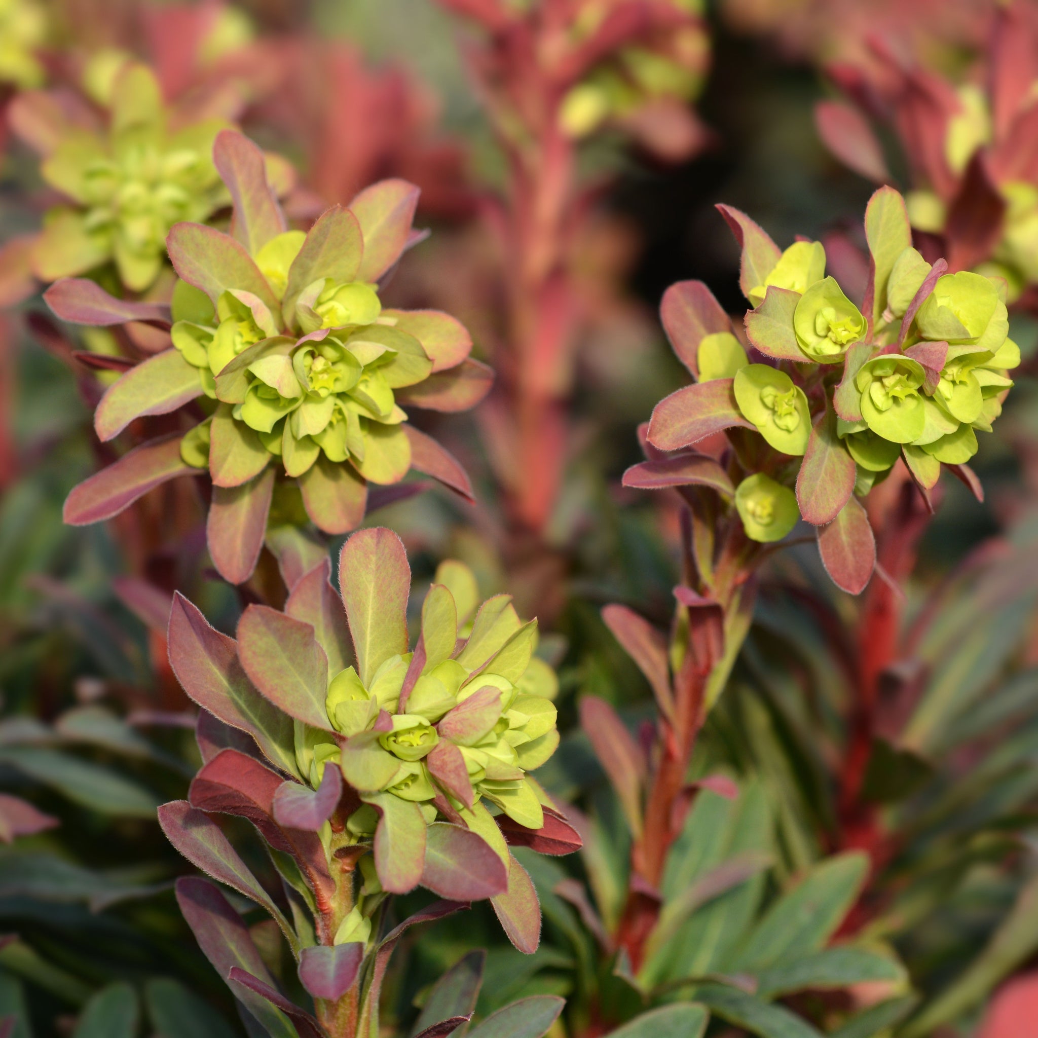 Euphorbia Amygdaloides 'purpurea' 9cm/2L