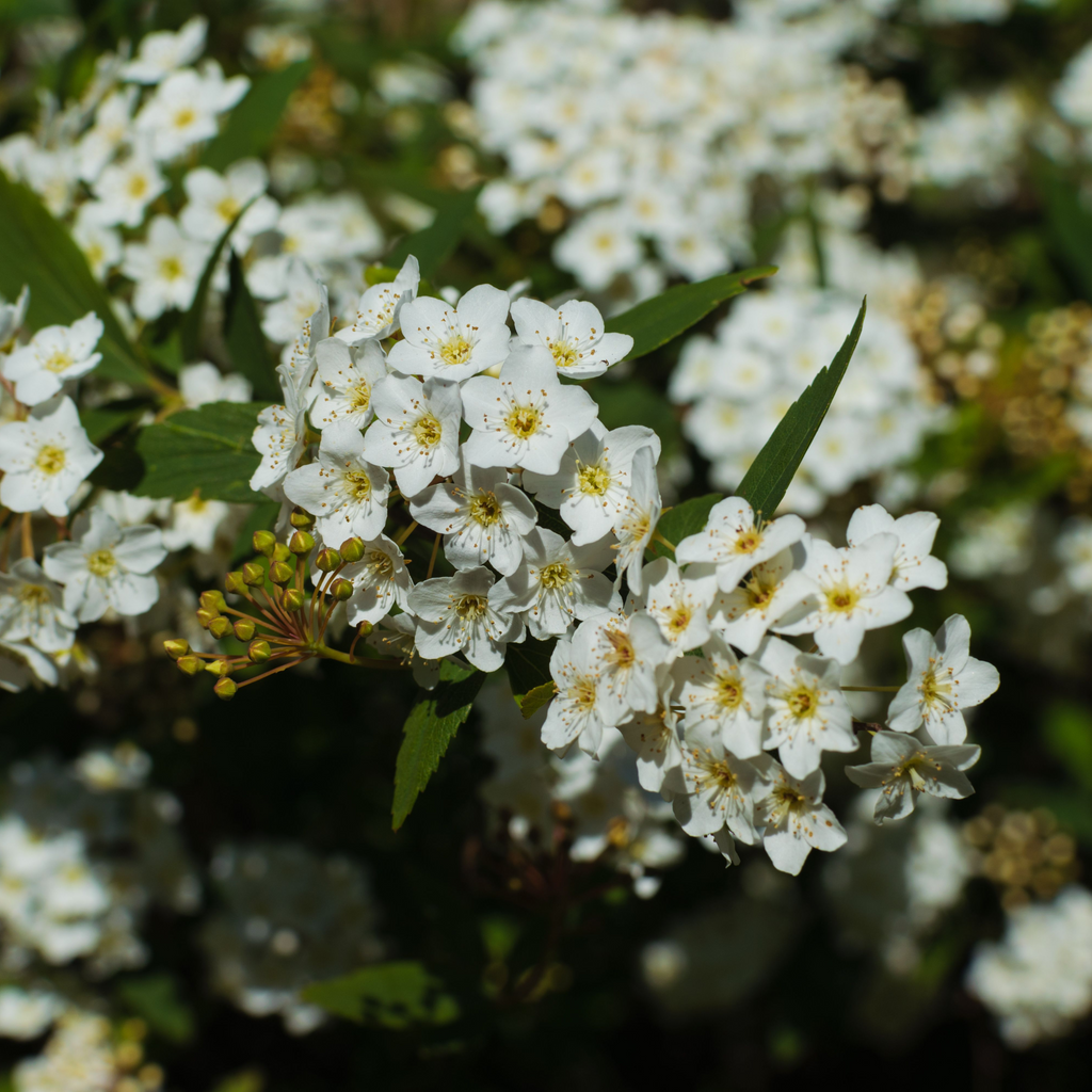 Viburnum tinus 2L / 5L