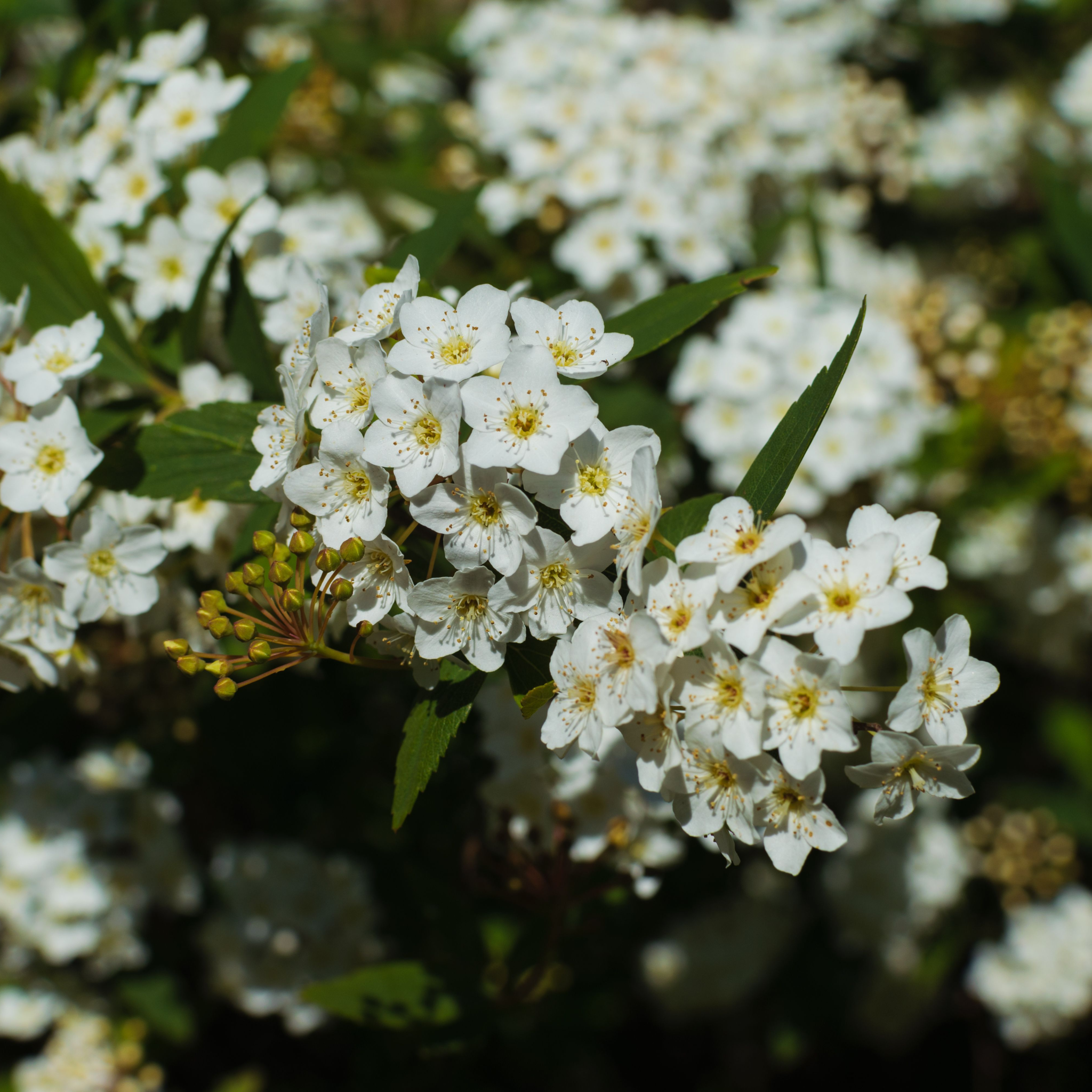Viburnum tinus 2L / 5L
