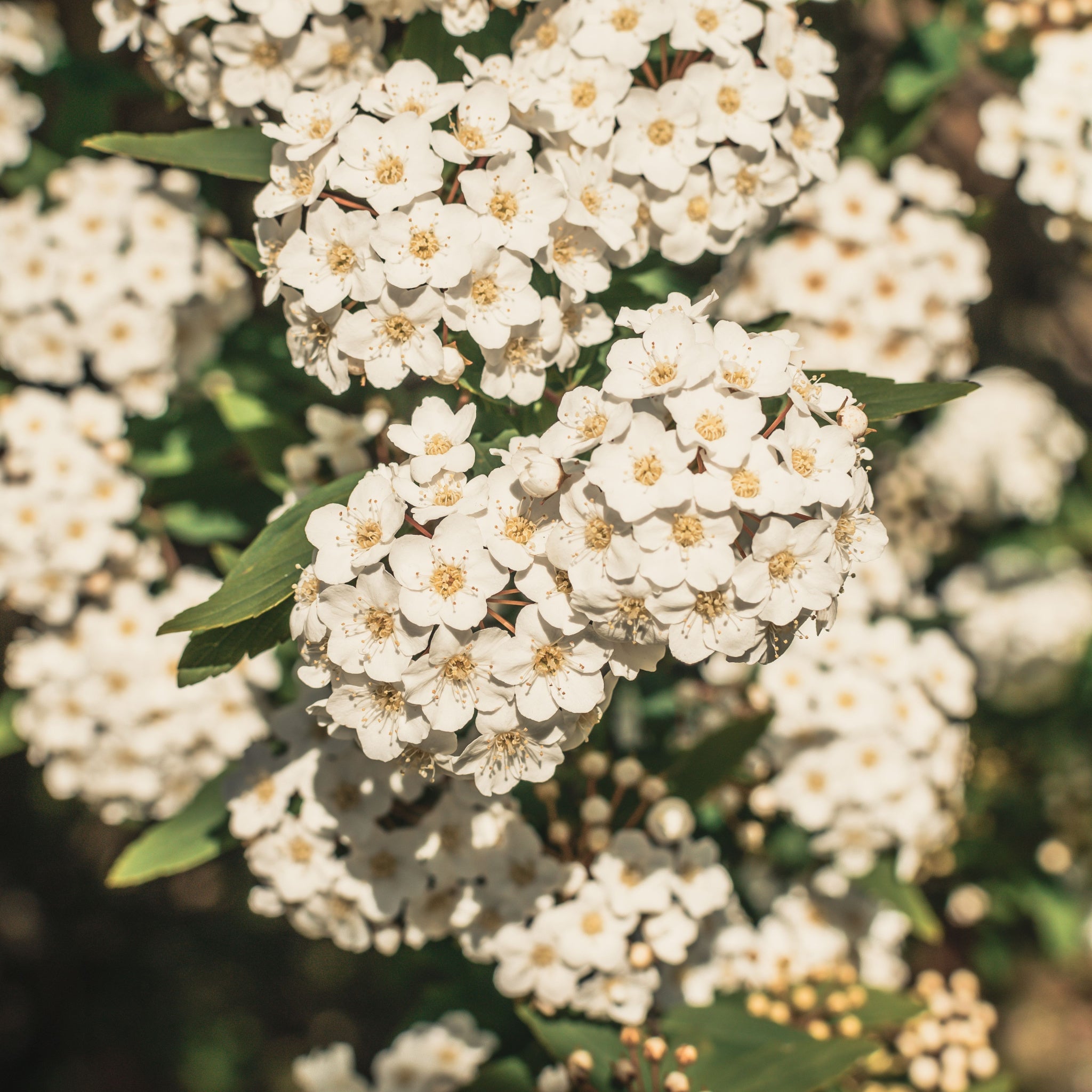 Viburnum tinus 2L / 5L