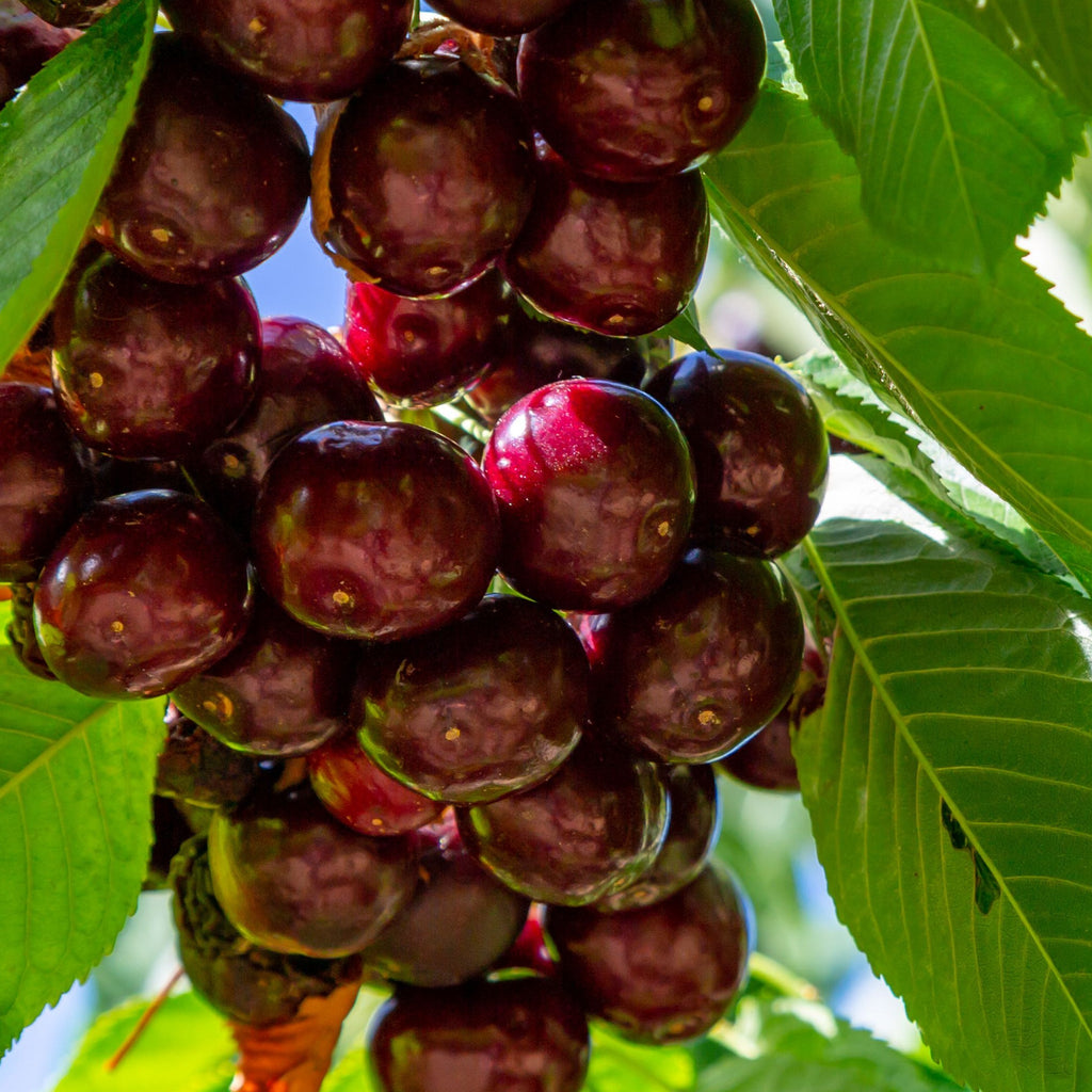 Dwarf Patio Cherry Tree 'Hedelfinger' 1M
