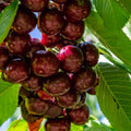 Dwarf Patio Cherry Tree 'Hedelfinger' 1M