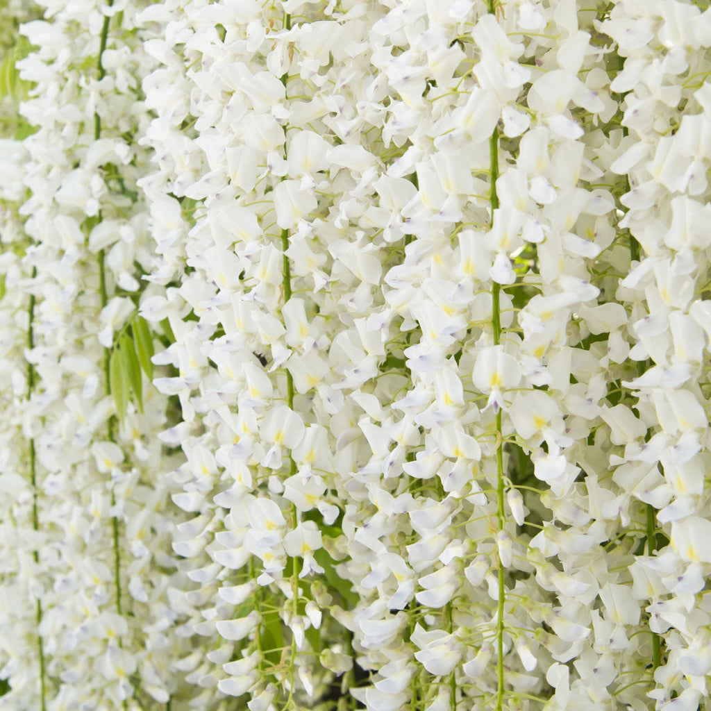 Wisteria sinensis 'Alba' 2L 100-120cm