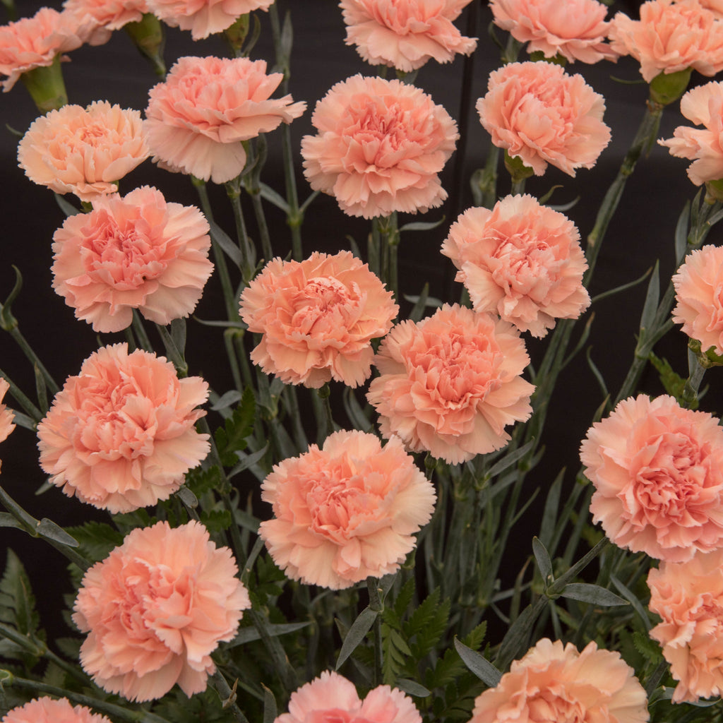 Dianthus 'Luigi' 3L