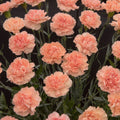 Dianthus 'Luigi' 3L