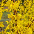 Forsythia x intermedia 'Weekend' 1L