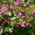 Geranium Bevan's Variety 2L