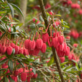 Crinodendron hookerianum 3L (60-70cm)