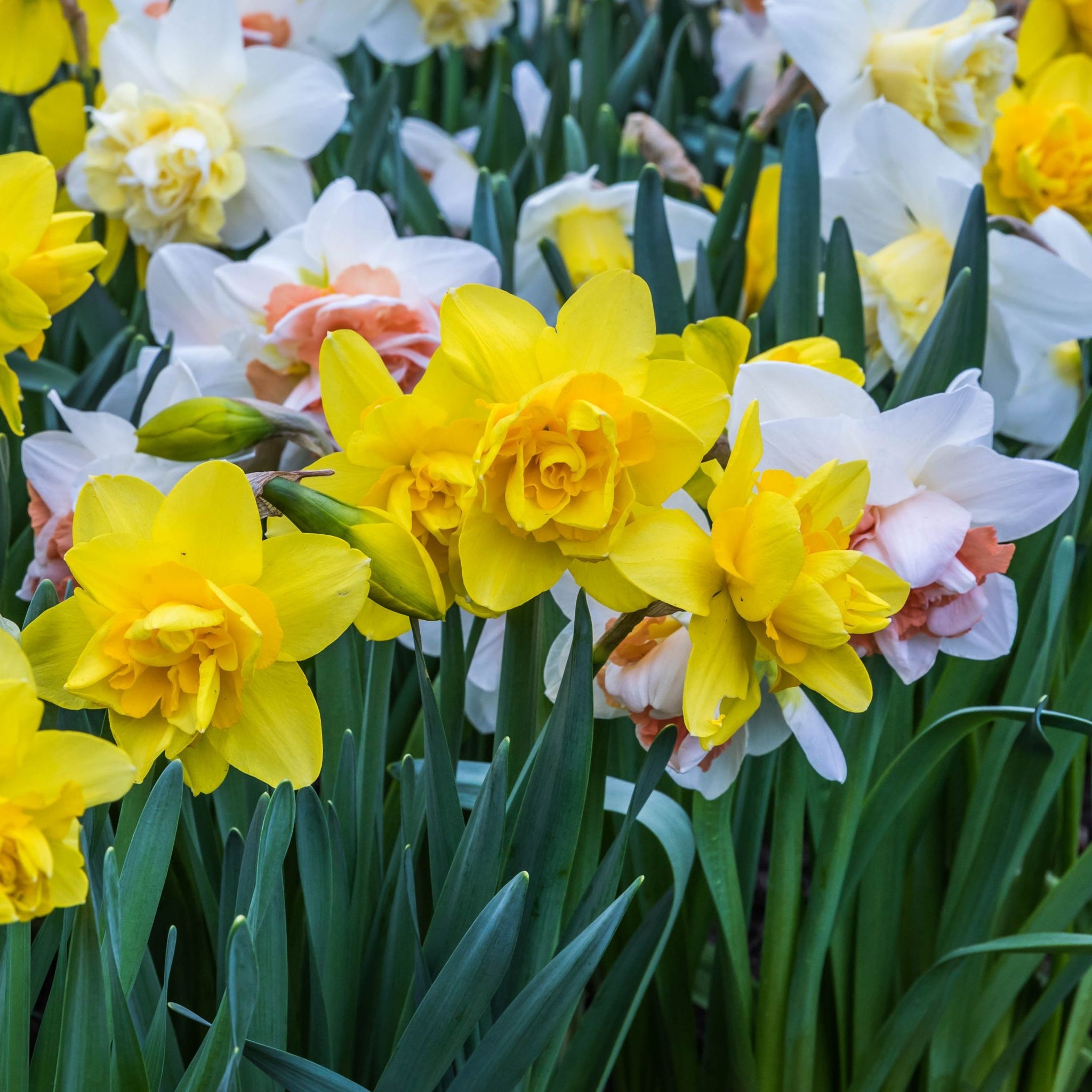 Daffodil Mixed (7 Bulbs)