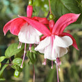 Hardy Fuchsia 'Lady Thumb' 9cm / 2L