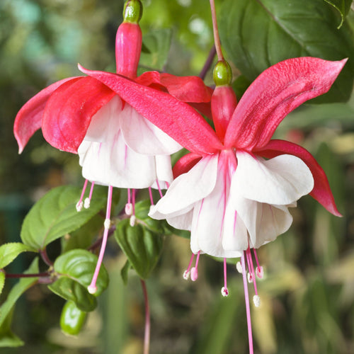 3 x Mixed Hardy Fuchsia 9cm