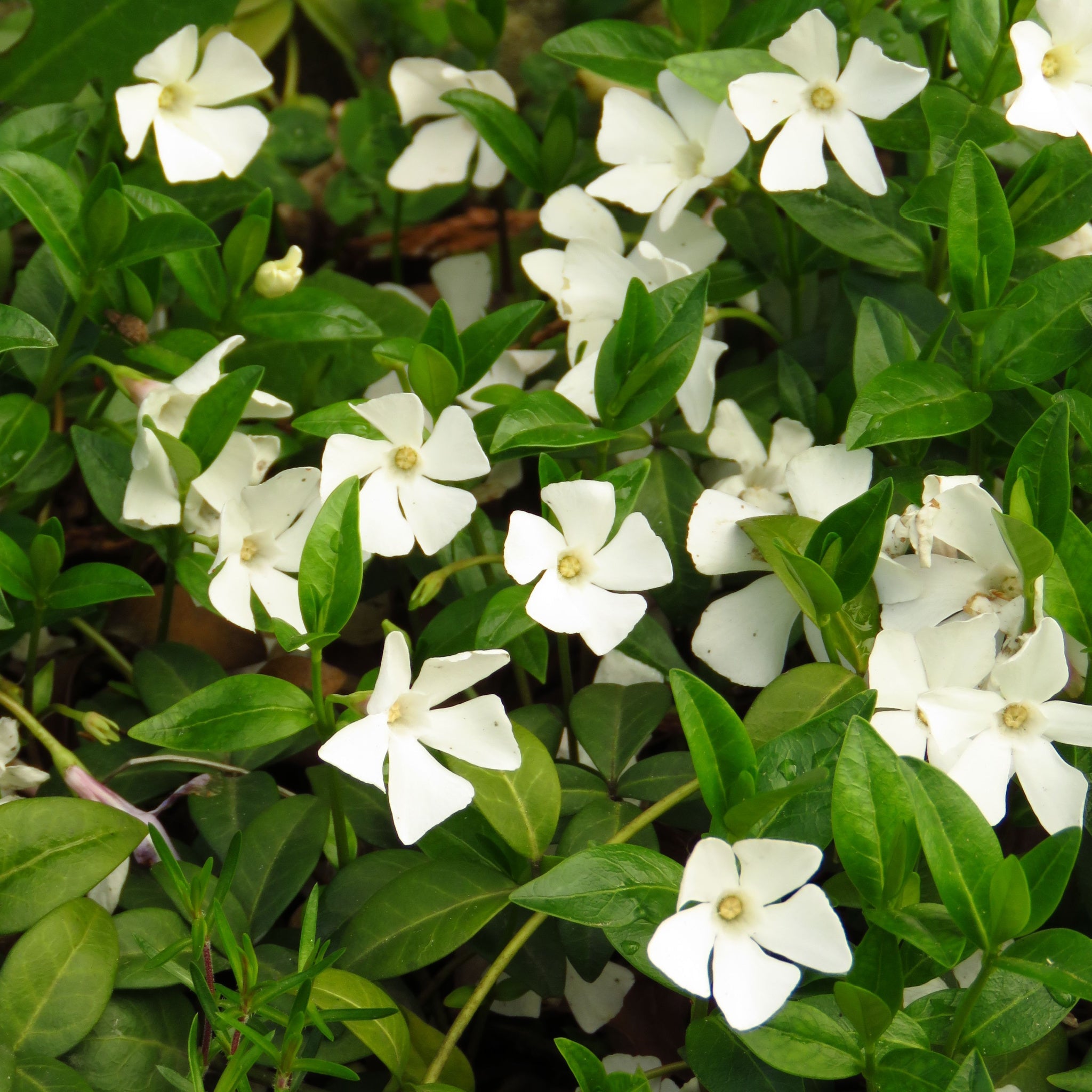 Vinca minor 'Gertrude Jekyll' (Periwinkle) 9cm/2L