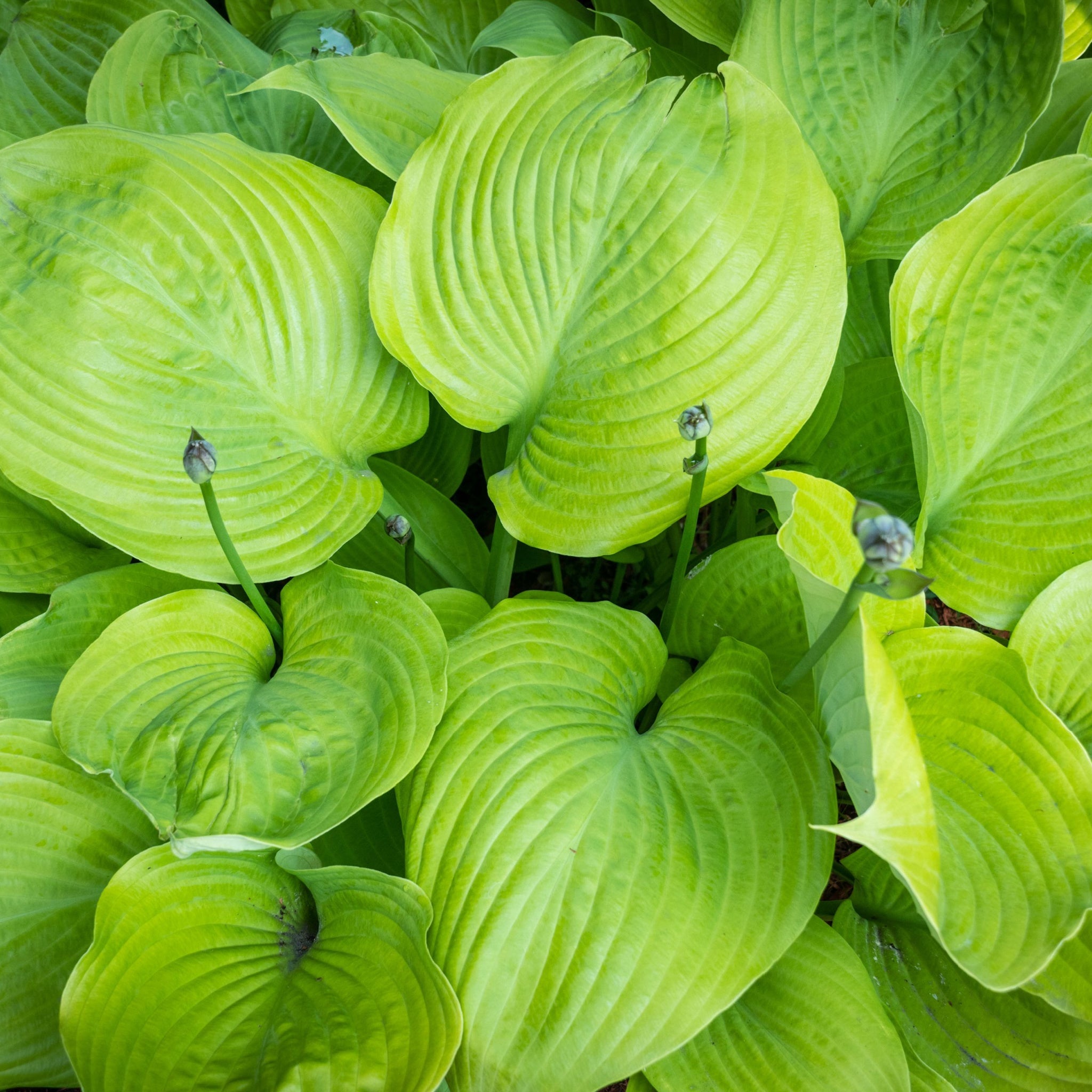 Hosta 'Sum and Substance' 9cm
