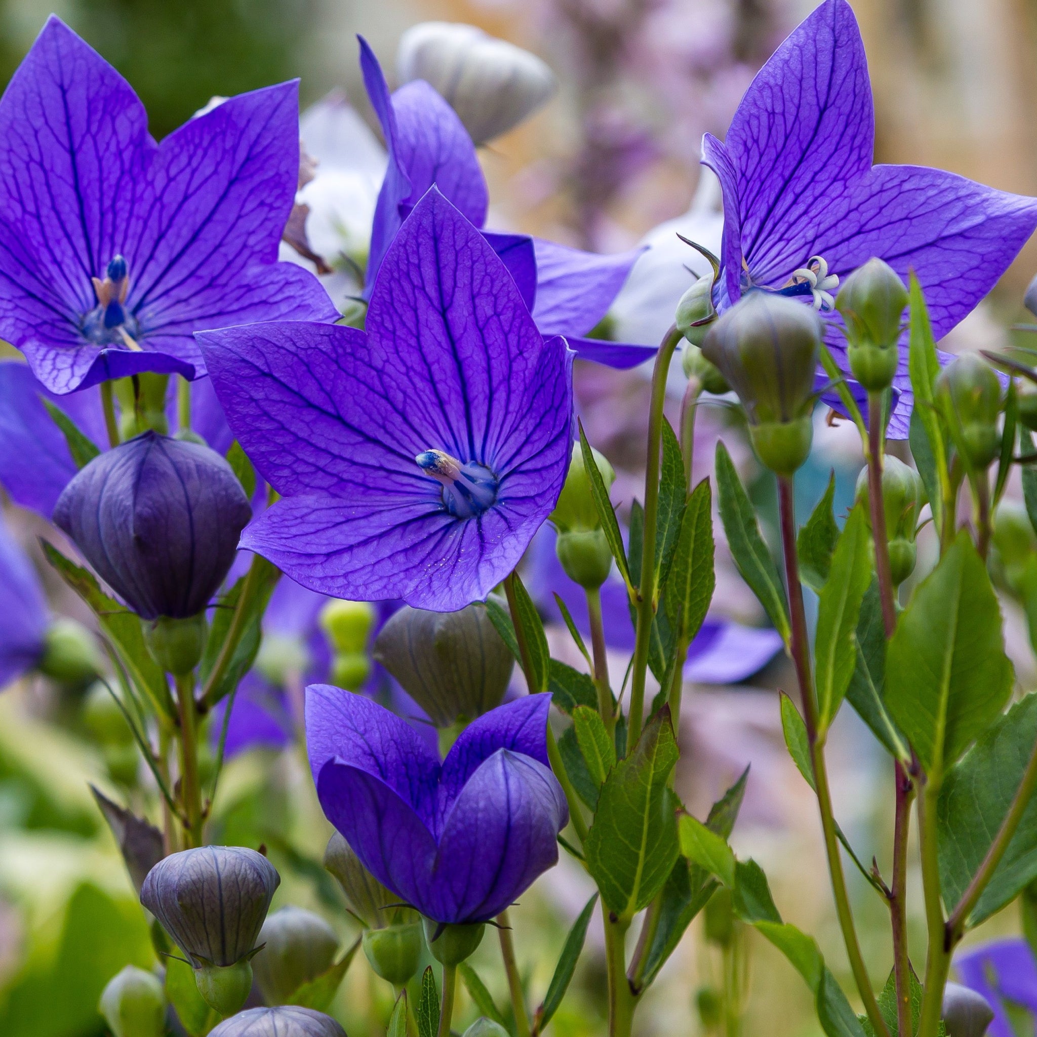 Platycodon grandiflora Astra Blue 9cm