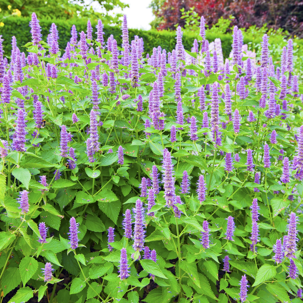 AGASTACHE 'Blue Fortune' 9cm