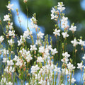 Gaura lindheimeri Sparkle White 2L